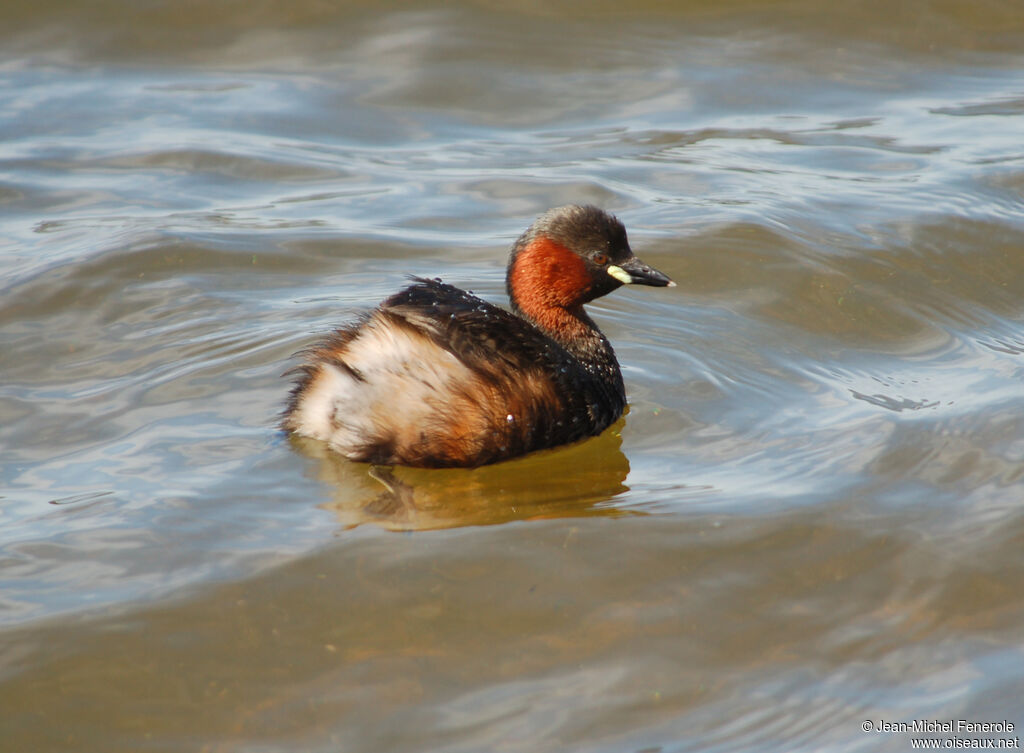 Little Grebe