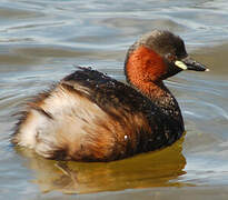 Little Grebe