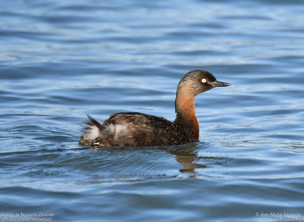 New Zealand Grebe