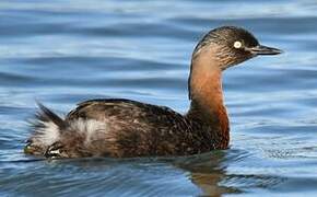 New Zealand Grebe