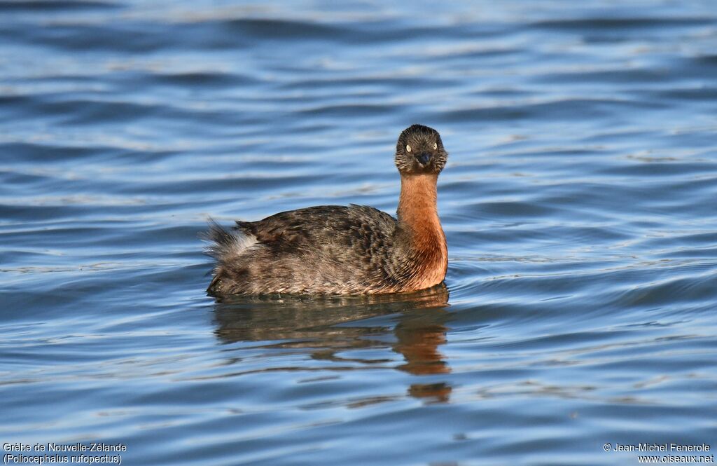 New Zealand Grebe