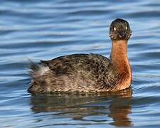 New Zealand Grebe