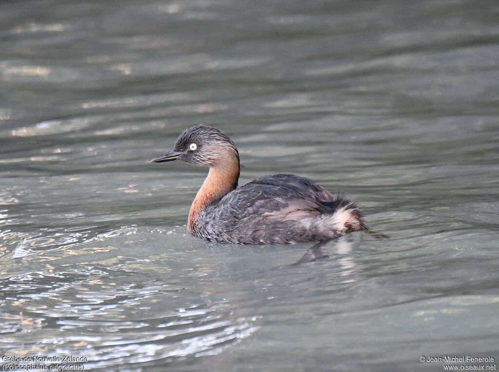 New Zealand Grebe