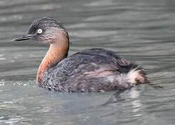 New Zealand Grebe