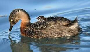 New Zealand Grebe