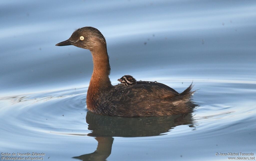 New Zealand Grebe