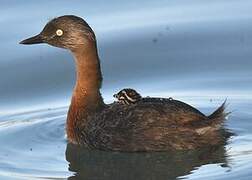 New Zealand Grebe