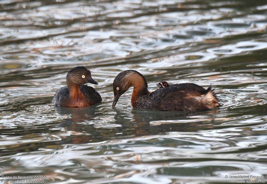 New Zealand Grebe