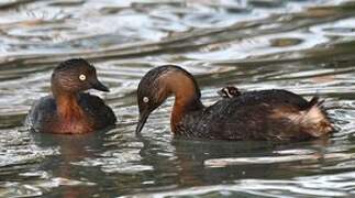 New Zealand Grebe