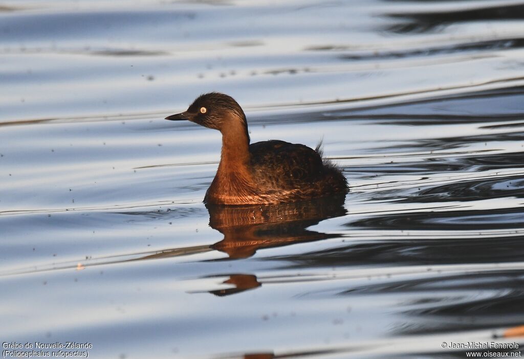 New Zealand Grebe