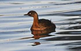 New Zealand Grebe