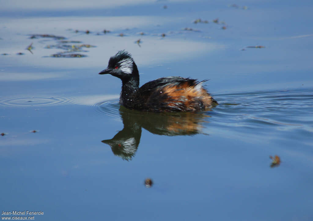 White-tufted Grebeadult, swimming