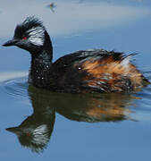 White-tufted Grebe