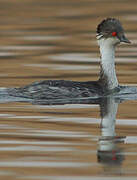 Junin Grebe