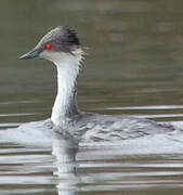 Junin Grebe