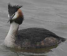 Great Crested Grebe