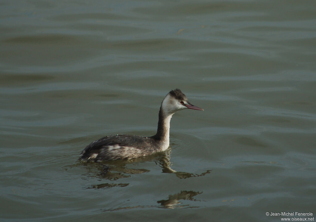 Great Crested Grebe