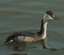 Great Crested Grebe