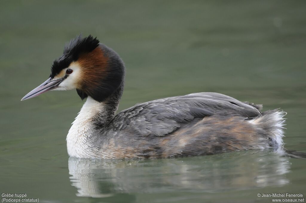 Great Crested Grebe