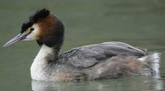 Great Crested Grebe