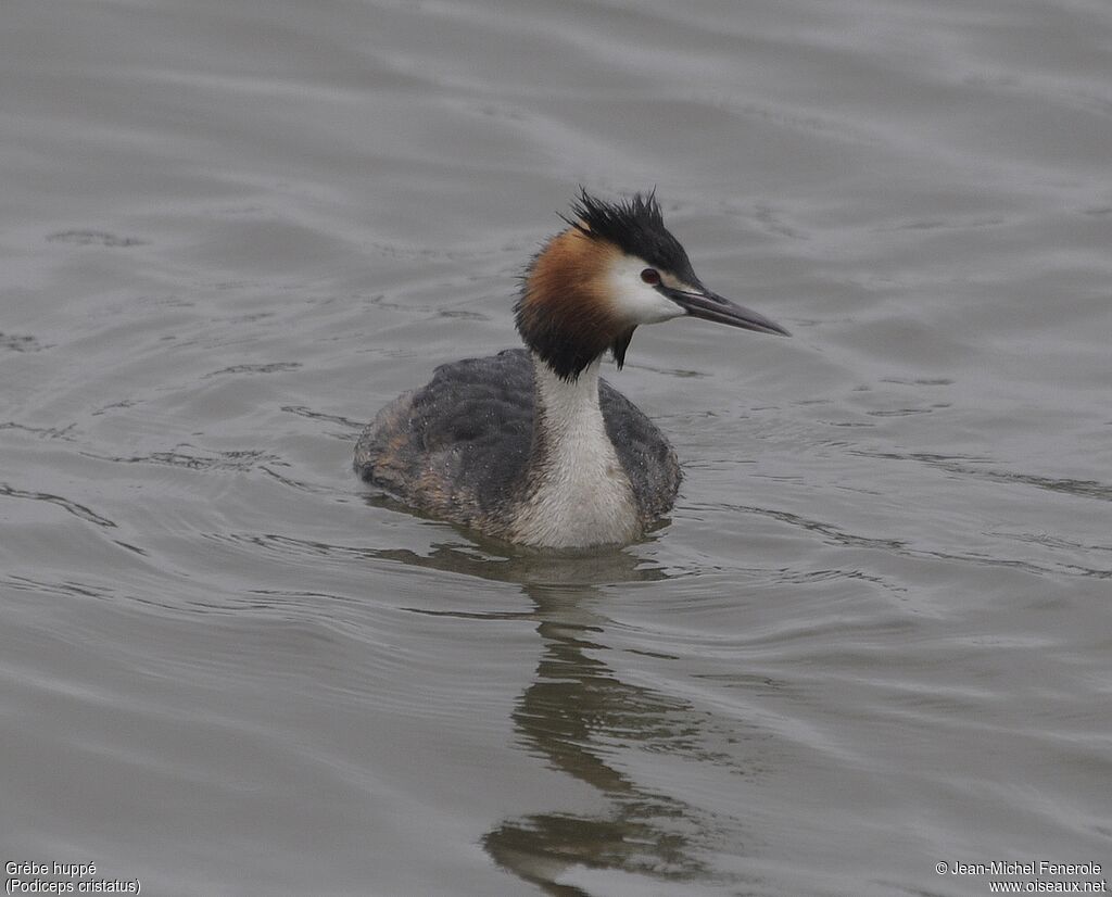 Great Crested Grebe