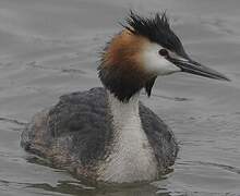 Great Crested Grebe