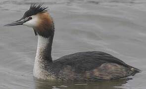 Great Crested Grebe