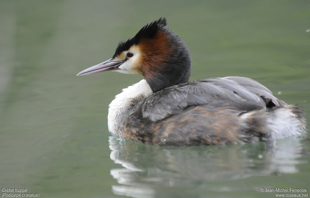 Great Crested Grebe