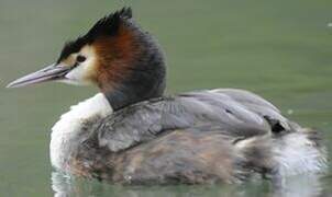 Great Crested Grebe