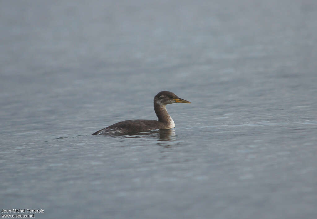 Grèbe jougris1ère année, identification