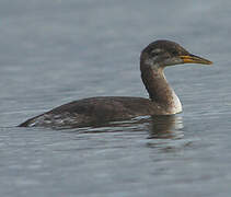 Red-necked Grebe