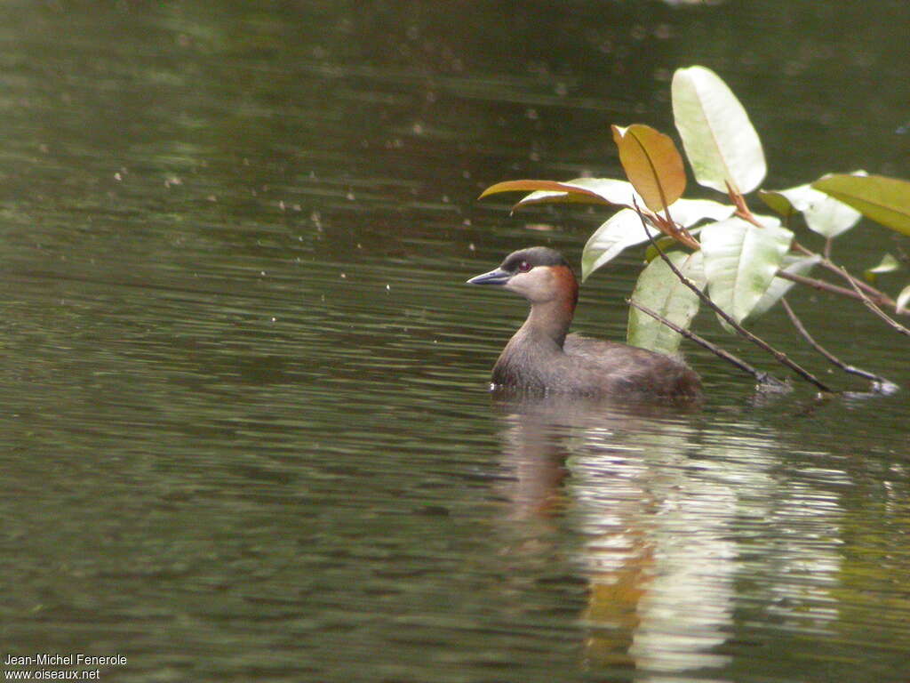 Madagascan Grebeadult, identification