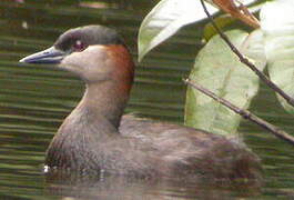 Madagascan Grebe