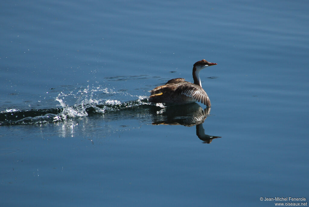 Titicaca Grebe