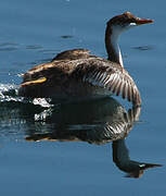 Titicaca Grebe