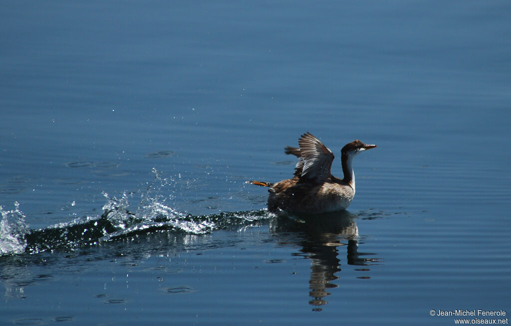 Titicaca Grebeadult