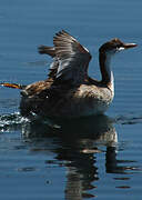 Titicaca Grebe