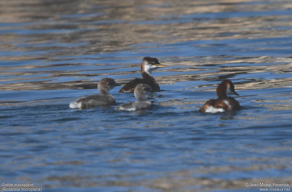 Titicaca Grebe