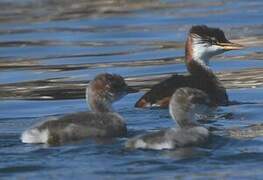 Titicaca Grebe