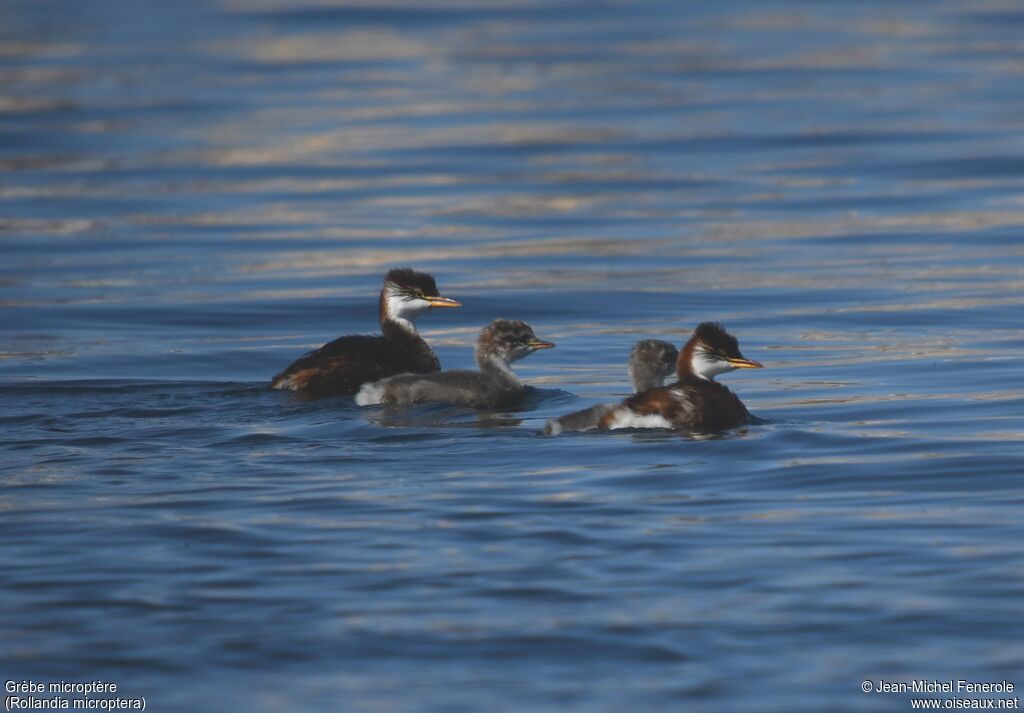 Titicaca Grebe