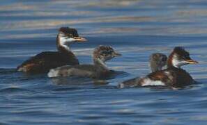 Titicaca Grebe