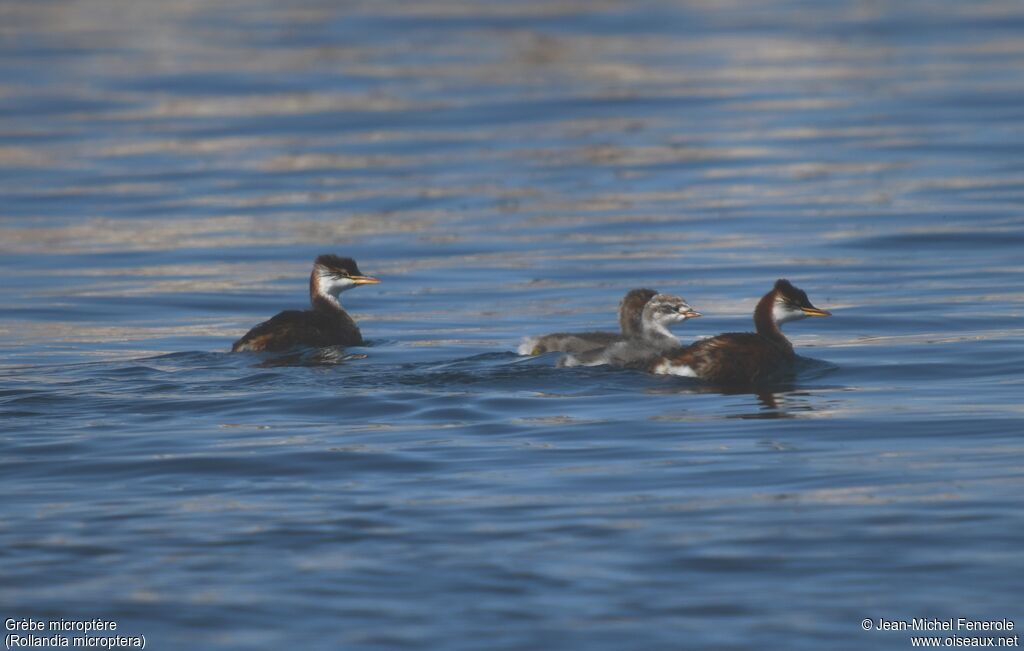 Titicaca Grebe