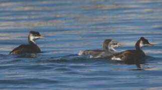 Titicaca Grebe