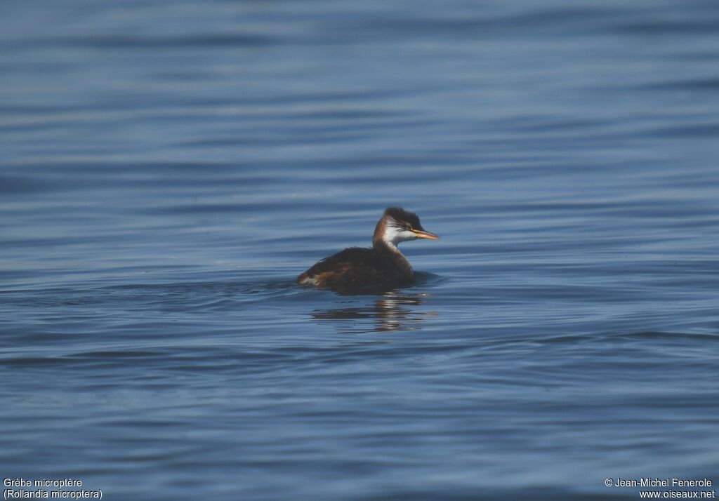 Titicaca Grebe