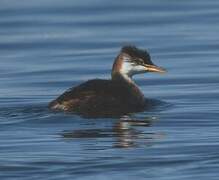 Titicaca Grebe