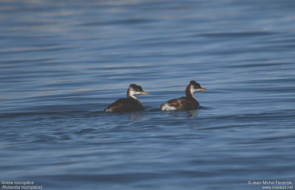 Titicaca Grebe