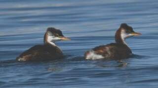 Titicaca Grebe