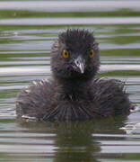 Least Grebe