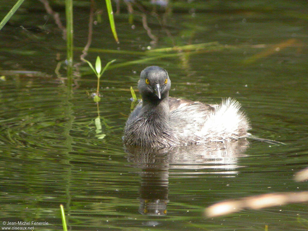 Least Grebe