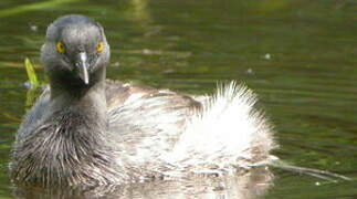 Least Grebe